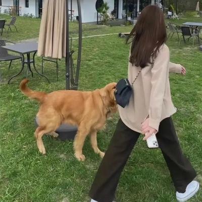 今晚不要让我们去打狗